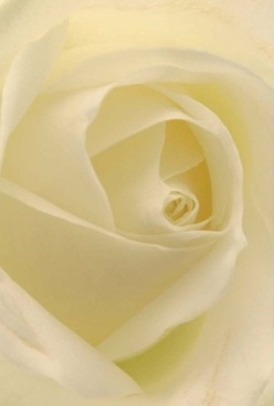 Here is an intimate close-up of a white rose, every ivory petal curling inwards with a grace honed by nature and the skilled hands of Nunhead's florists. The richness of the creamy white hues blends seamlessly into hints of pale lemon, illuminated by soft, filtered light as one might find in a tranquil corner off Evelina Road. Each petal offers a near-velvet touch, drawing the senses into its serene swirl-inviting contemplation and connection. This bloom radiates the gentle expectancy found just before a meaningful celebration, the sort of calm that settles over Nunhead on quiet mornings. Its elegance is timeless; a sophisticated choice for an anniversary, a gesture of comfort, or a statement of quiet joy. As if breathing in the subtle, sweet fragrance drifting from the rose, one can sense the thoughtful artistry and community care that defines local floral arrangements, ready for delivery throughout Nunhead's welcoming streets.